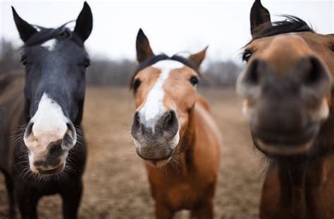 Horse Lifespan How Long Do They Live And Other Facts Animal Corner