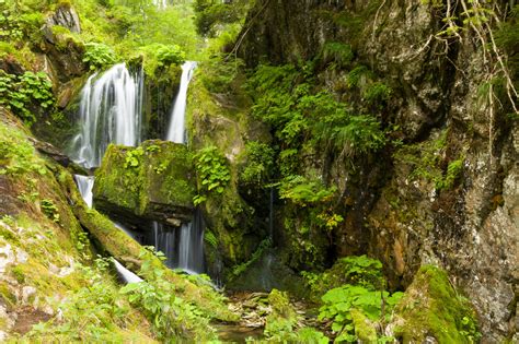 Forest Waterfall Free Stock Photo Public Domain Pictures