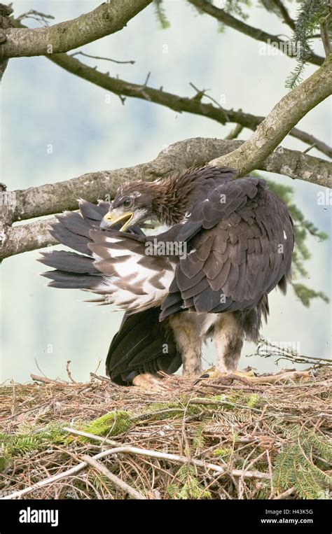 Stone Eagles Young Animal Sit Plumage Care Eyrie Mau Reportage