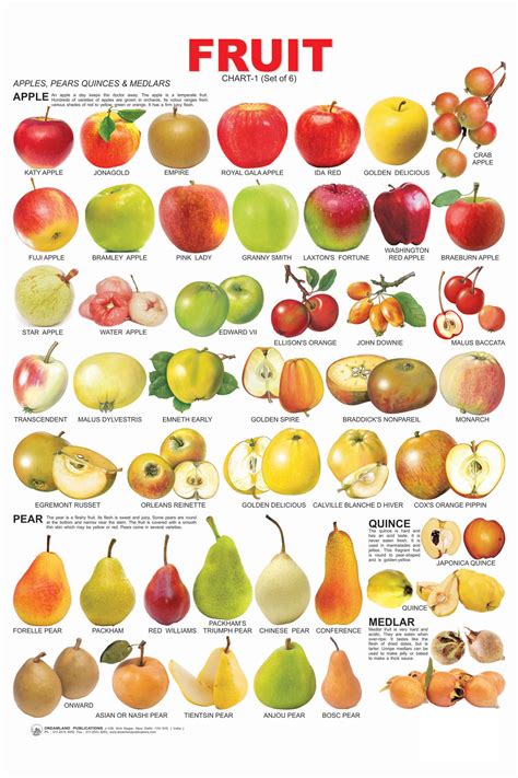 Fruit Chart 1 Online In India Buy At Best Price From 81094