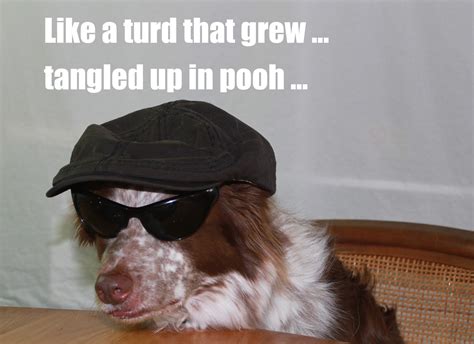 Dog Party Dog Dylan Folk Singer Homemade Meme