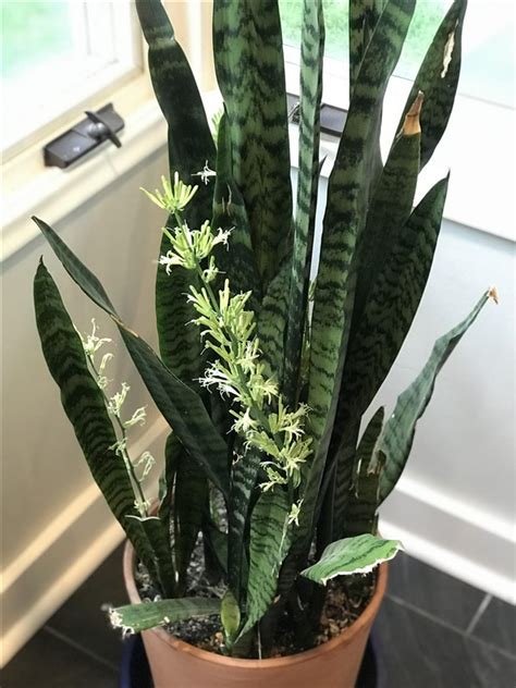 Sansevieria Black Coral Snake Plant Care And Growing Guide