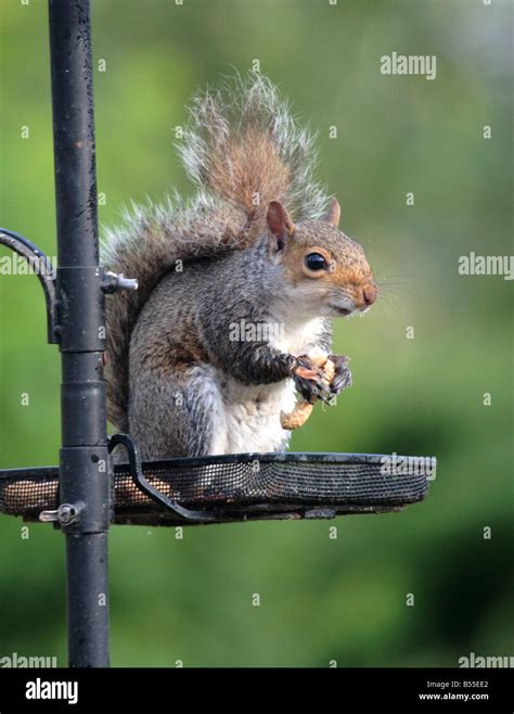 Grey Squirrel Eating Peanuts Stock Photo Alamy