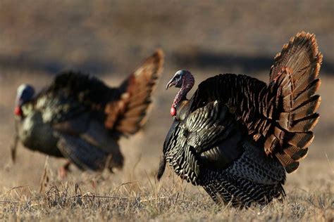 How To Find Success Fall Turkey Hunting Outdoor Enthusiast Lifestyle