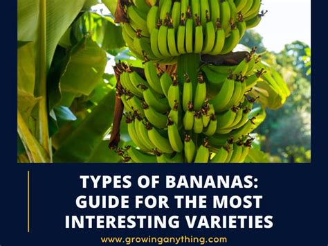 20 Types Of Bananas Guide For The Most Interesting Varieties