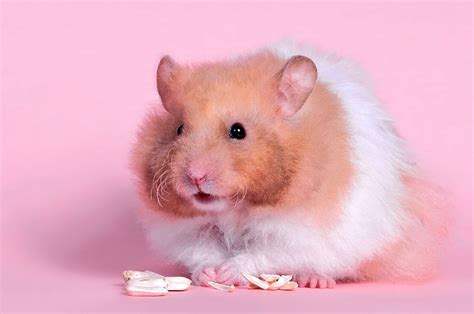Hamster Hd Wallpaper Background Image 1920x1275 Id