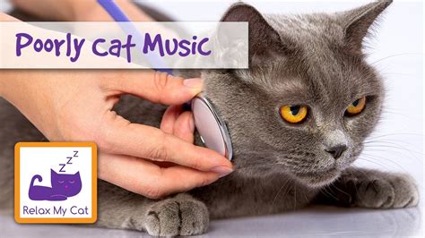 Relaxing Music For Cats Relax My Cat Music For Kittens And Tabby Cats