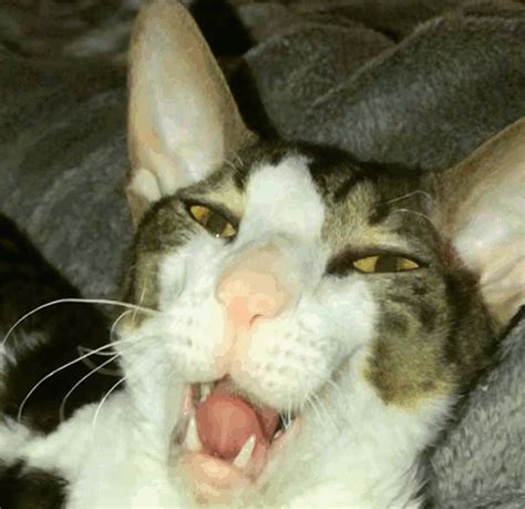 20 Hilarious Kitten Cat Puns Punstoppable 🛑