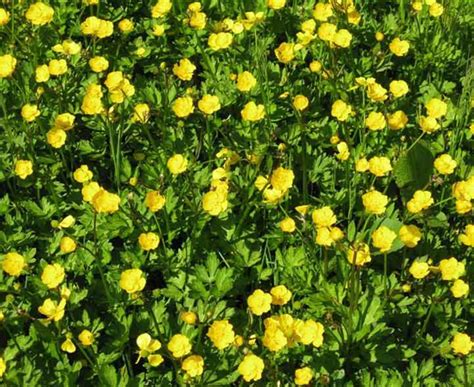 Weed control begins with weed identification and understanding how weeds grow, because different weeds may require different control techniques. Lawn Weed With Yellow Flowers | MyCoffeepot.Org