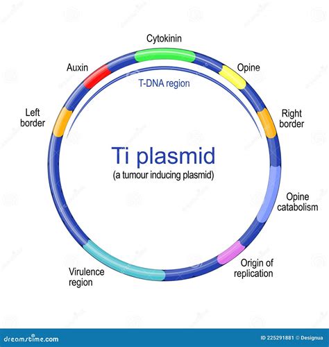 Designed Plasmid Vector
