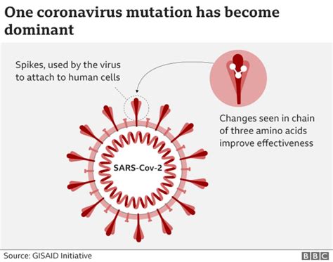 Coronavirus Are Mutations Making It More Infectious Bbc News