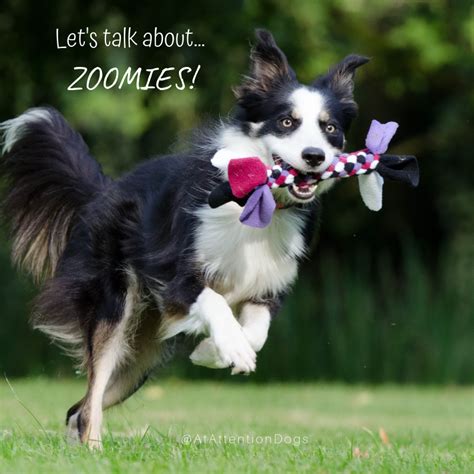 Lets Talk About Zoomies — At Attention Dog Training