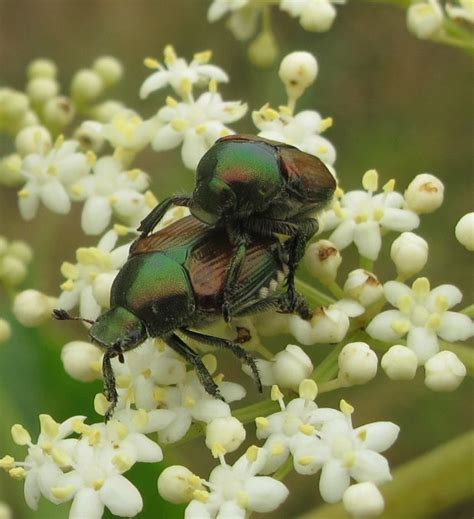 Organic Management Options For The Japanese Beetle At Home Gardens