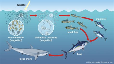 Shark Internal Diagram Showing The Evolution Of
