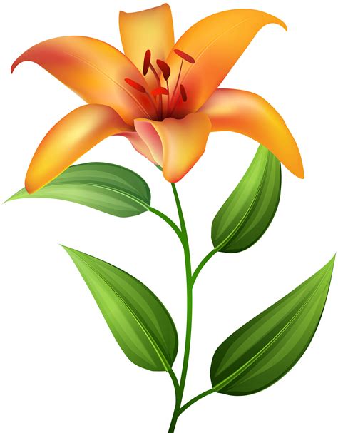 Lily Clipart Daylily Lily Daylily Transparent Free For Download On