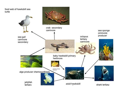 Sea Turtle Food Chain Diagram