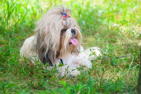 Teacup Shih Tzu The Ultimate Guide To This Tiny Fluffy Dog
