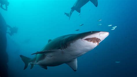 Endangered Grey Nurse Shark Population Slowly Increasing On Australias