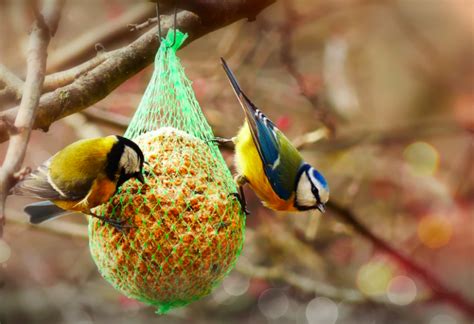 How To Make A Diy Suet Bird Feeder To Help Hungry Birds In Wintertime