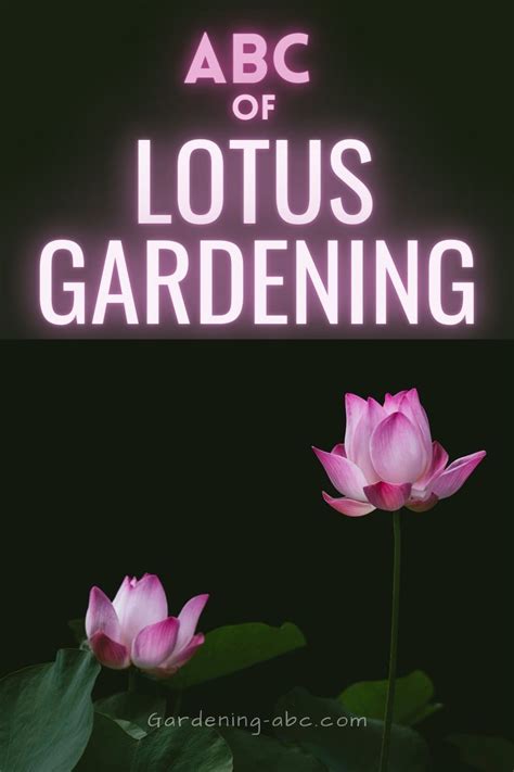 Lotus Gardening Basics