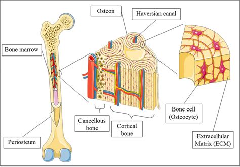 Compact Bone Diagram Cell Diagram Anatomy And