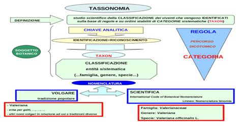 Tassonomia Ppt Powerpoint