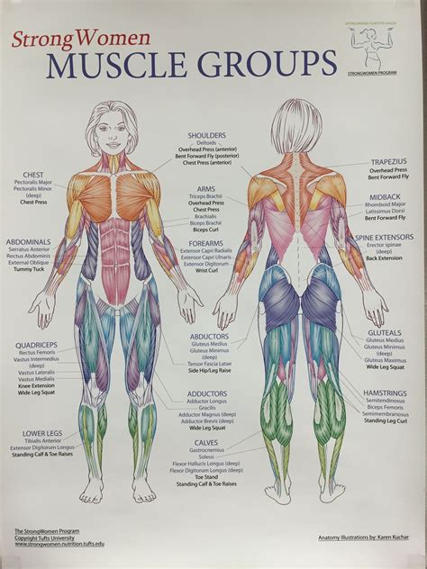Muscles Groups Human Muscle Anatomy Human Anatomy Art Human Body