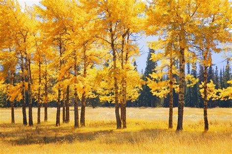 Yellow Autumn Trees Idyllic Canvas Print Photowall