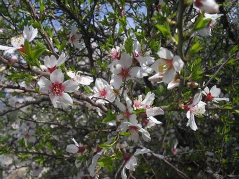 Almond flower trees at spring. RECIPE: Almond Blossom Liqueur | Green Prophet | Impact ...