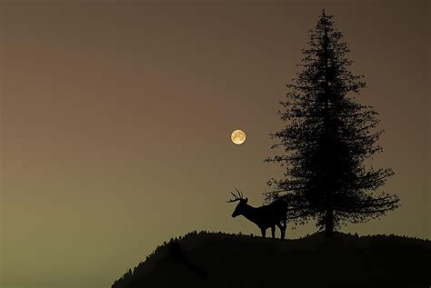 Nature Tree Deer Night Moon Silhouette Dark Animal Outdoor