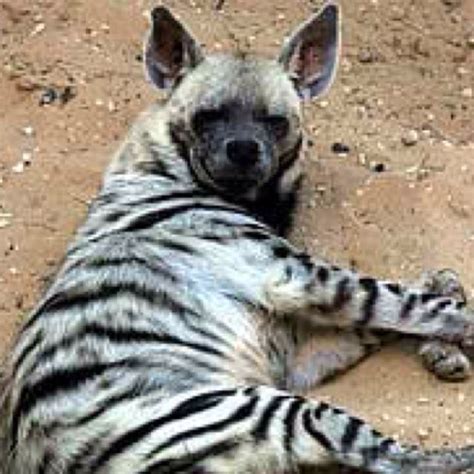 Striped Hyena Fotografia De Animais Animais Selvagens Reino Animal