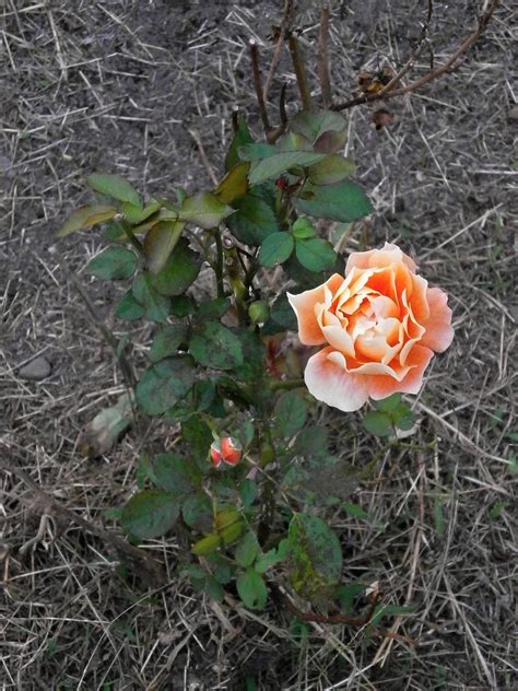 Free Images Flower Botany Flora Shrub Rose Garden Flowering