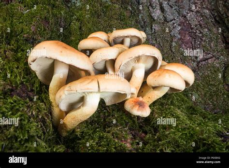 Mechón Hypholoma Fasciculare Azufre Un Crecimiento De Hongos En El