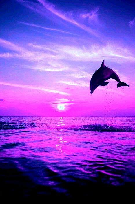 Beautiful Pink Sunset With Beautiful Dolphin🐬 Dolphin Art Dolphin