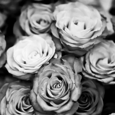 Black And White Rose Aesthetic 4k Wallpapers Wallpaper Cave