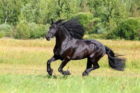 5 Horse Breeds That Have Unique Manes