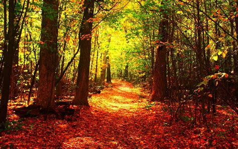 Green Treehd Wallpapers Fall Forest Download Hd
