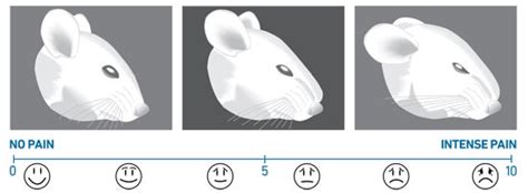 rats recognize the facial expressions of other rats popular science