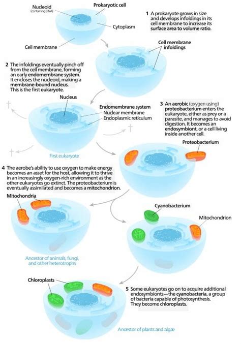 Endosymbiotic Theory Definition And Evidence Biology Dictionary