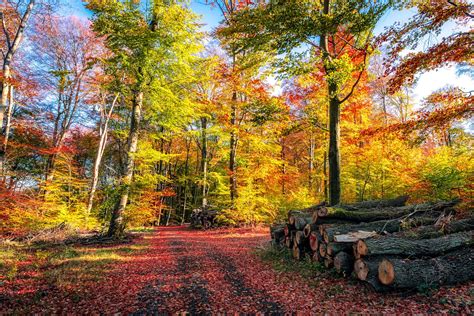 Der Wald Im Herbstkleid Foto And Bild Landschaft Jahreszeiten Herbst