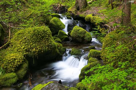 Forest River Moss Waterfall Stones Stream Plants Wallpapers