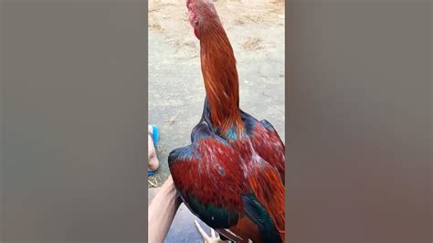 খাটি ইন্ডিয়ান সরালি মোরগ Pure Indian Cock Fighter Cock Sylheti