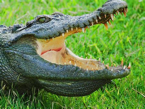 Cukup menarik jika mengalami mimpi mengenai mimpi melihat harimau jadi jadian, biasanya tafsir mimpinya terkait dengan perasaan kesakitan. Peliharaan Tak Biasa, Wanita Ini Rebahan dan Nonton TV ...