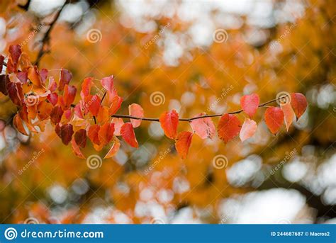 Yellow Green Autumn Leaves On Branches And Trees Are Very Beautiful In