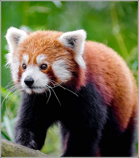 Animaux Sauvages Panda Roux Balades Comtoises