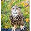 Owl Encounter  National Aviary