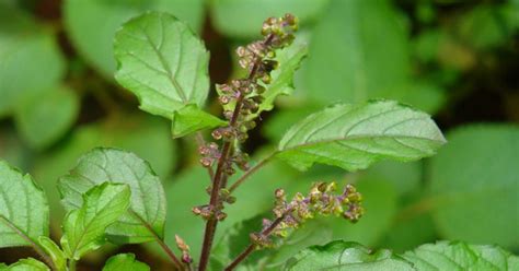 Krishna Tulsi The Sacred Plant Of Our Garden