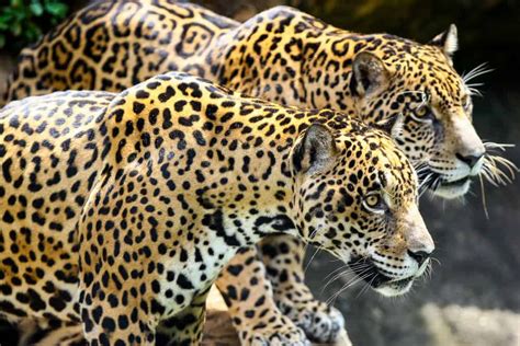 Jaguar Vs Leopard Who Will Win Animals Comparison