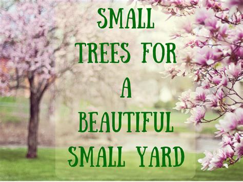 Here are 10 trees and shrubs with purple leaves, including japanese maples, crabapples, barberries cordials and syrups are made from the fragrant flowers. 39 Small Trees (Under 30 Feet) for a Small Yard or Garden ...