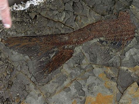 Dinosaur Fossils Kept Secret Show The Day Of Killer Asteroid